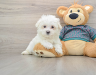 8 week old Maltese Puppy For Sale - Puppy Love PR