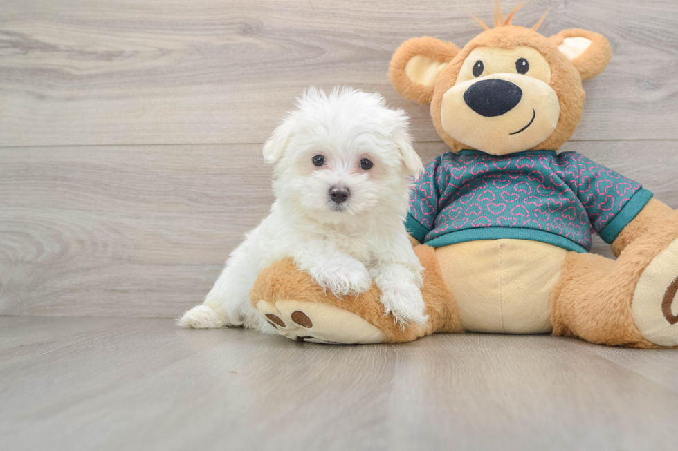 Akc Registered Maltese Baby