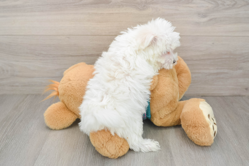 Fluffy Maltese Purebred Puppy