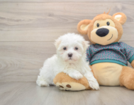 8 week old Maltese Puppy For Sale - Puppy Love PR