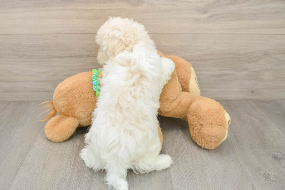 Maltese Pup Being Cute