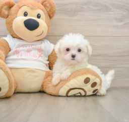 7 week old Maltese Puppy For Sale - Puppy Love PR