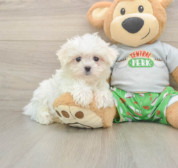 7 week old Maltese Puppy For Sale - Puppy Love PR