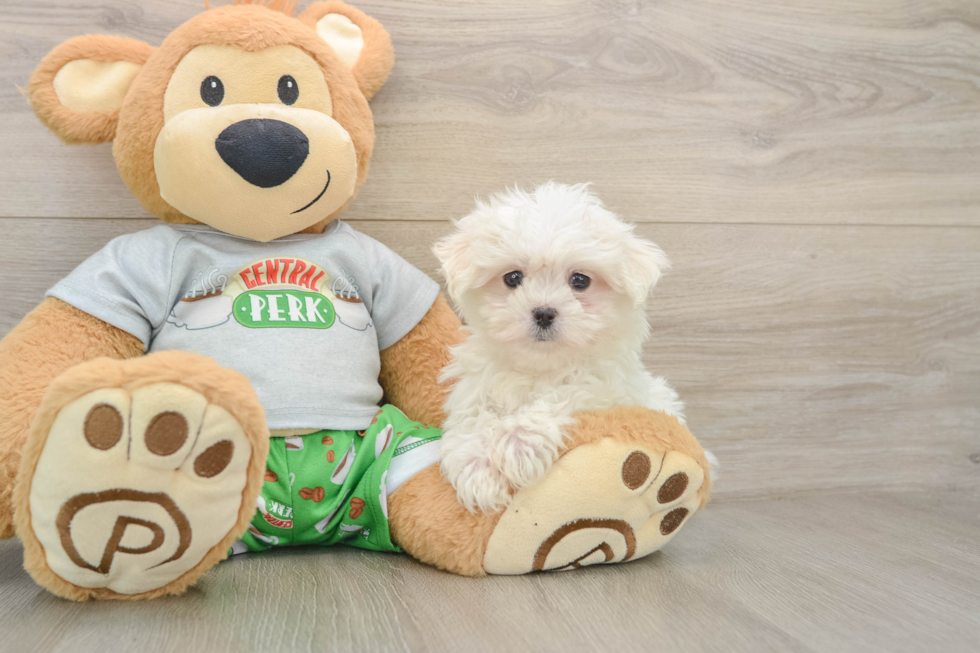 Little Maltese Baby