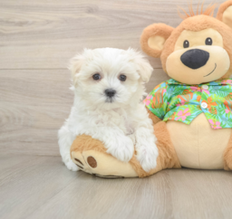8 week old Maltese Puppy For Sale - Puppy Love PR