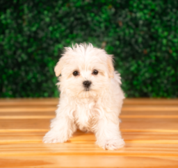 9 week old Maltese Puppy For Sale - Puppy Love PR