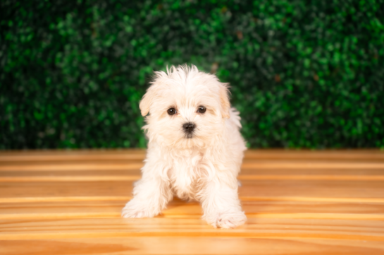 Maltese Pup Being Cute