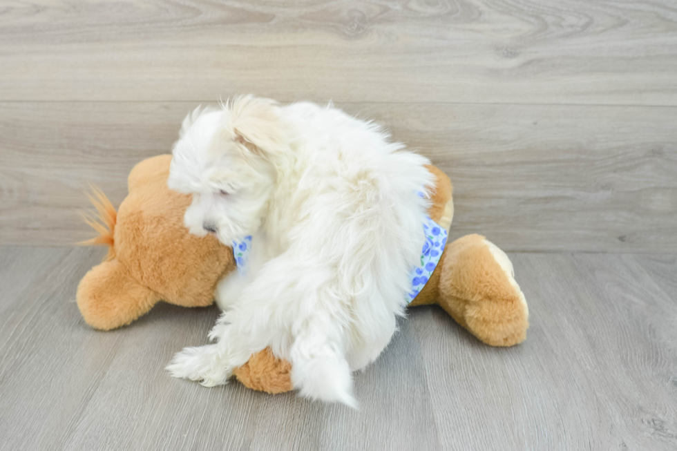 Sweet Maltese Purebred Puppy