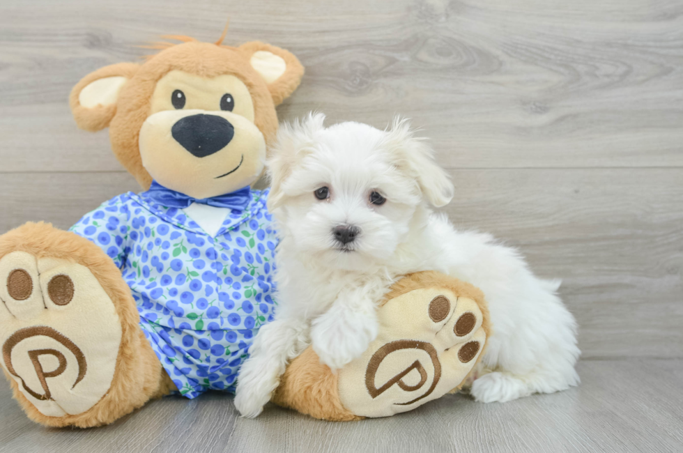 8 week old Maltese Puppy For Sale - Puppy Love PR