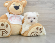 8 week old Maltese Puppy For Sale - Puppy Love PR