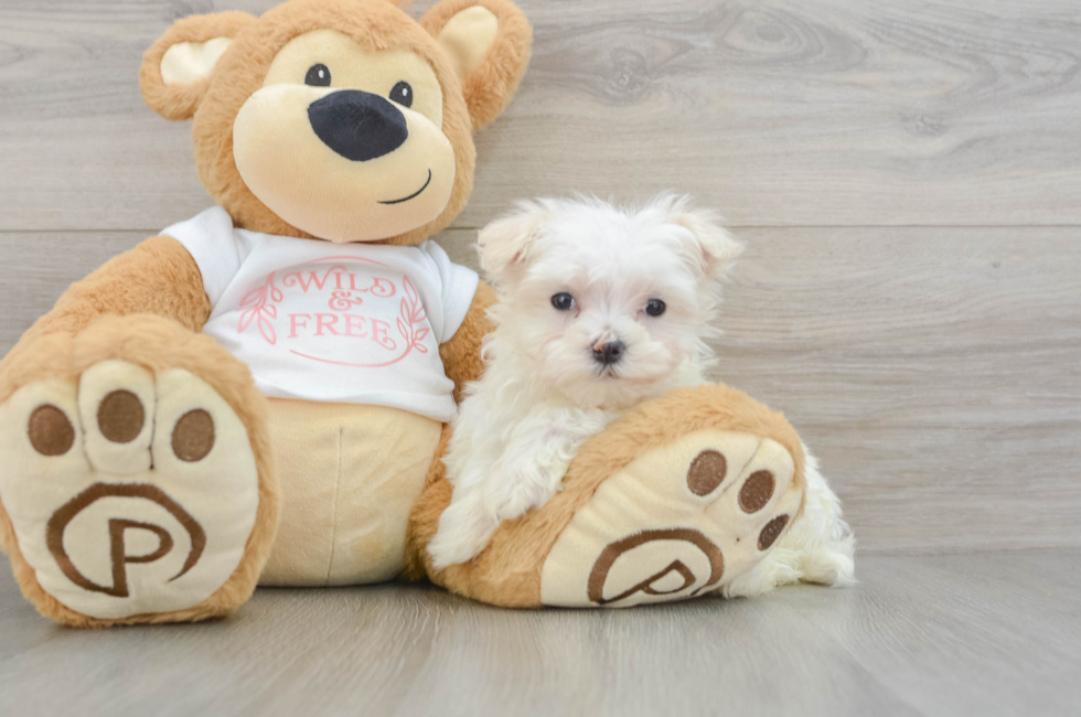 8 week old Maltese Puppy For Sale - Puppy Love PR