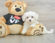 8 week old Maltese Puppy For Sale - Puppy Love PR