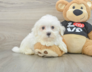 8 week old Maltese Puppy For Sale - Puppy Love PR