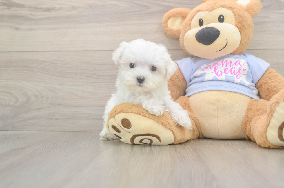 8 week old Maltese Puppy For Sale - Puppy Love PR