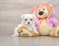 7 week old Maltese Puppy For Sale - Puppy Love PR