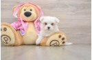 Playful Maltese Purebred Pup