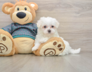 8 week old Maltese Puppy For Sale - Puppy Love PR