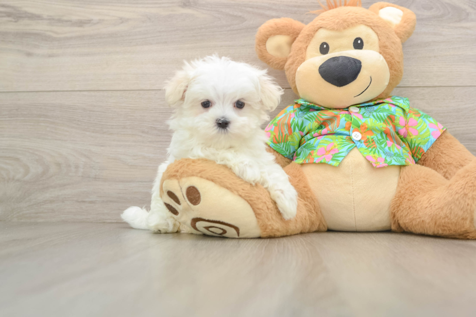 Maltese Puppy for Adoption