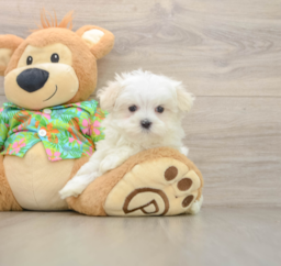 8 week old Maltese Puppy For Sale - Puppy Love PR