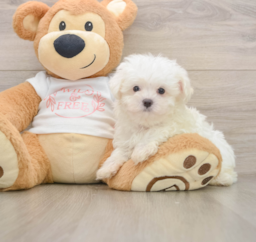 7 week old Maltese Puppy For Sale - Puppy Love PR