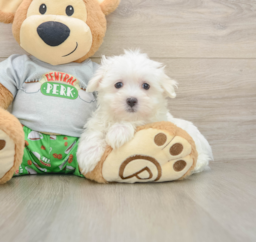 7 week old Maltese Puppy For Sale - Puppy Love PR
