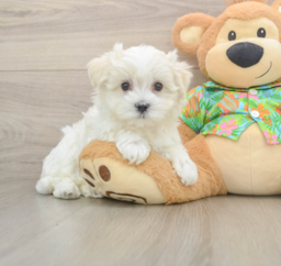 8 week old Maltese Puppy For Sale - Puppy Love PR