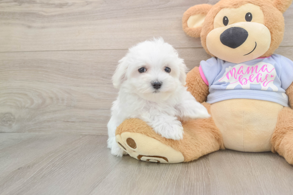 Best Maltese Baby