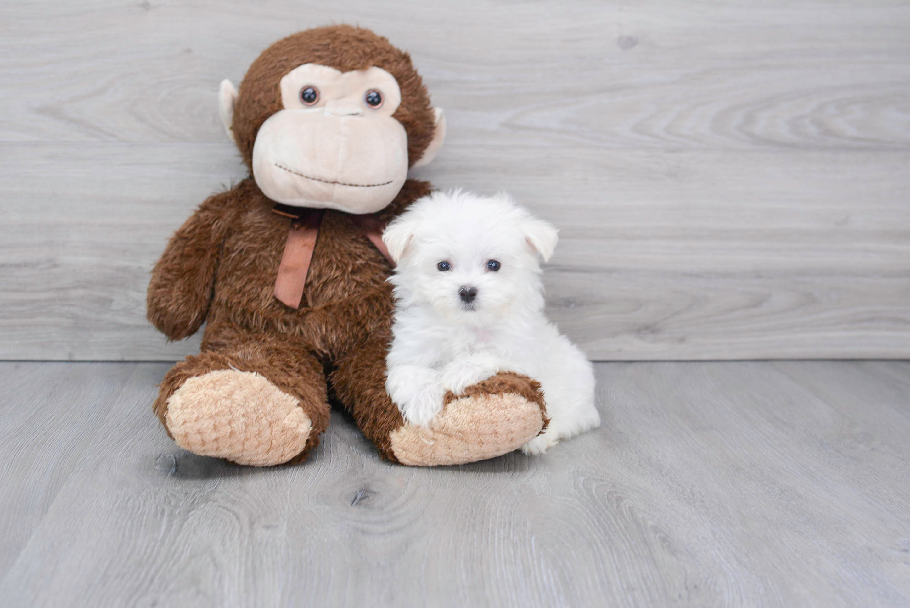 Maltese Pup Being Cute