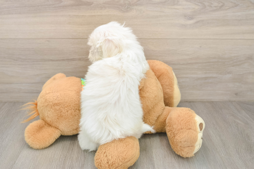 Cute Maltese Purebred Puppy