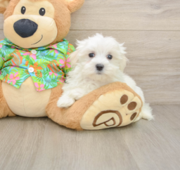 8 week old Maltese Puppy For Sale - Puppy Love PR