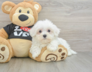 8 week old Maltese Puppy For Sale - Puppy Love PR