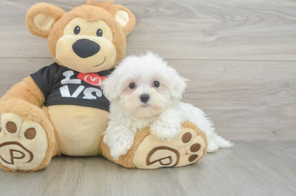 9 week old Maltese Puppy For Sale - Puppy Love PR