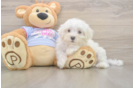 Maltese Pup Being Cute