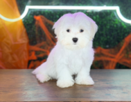 11 week old Maltese Puppy For Sale - Puppy Love PR