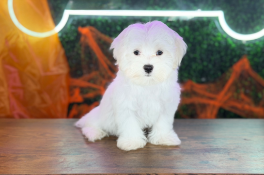 Cute Maltese Baby