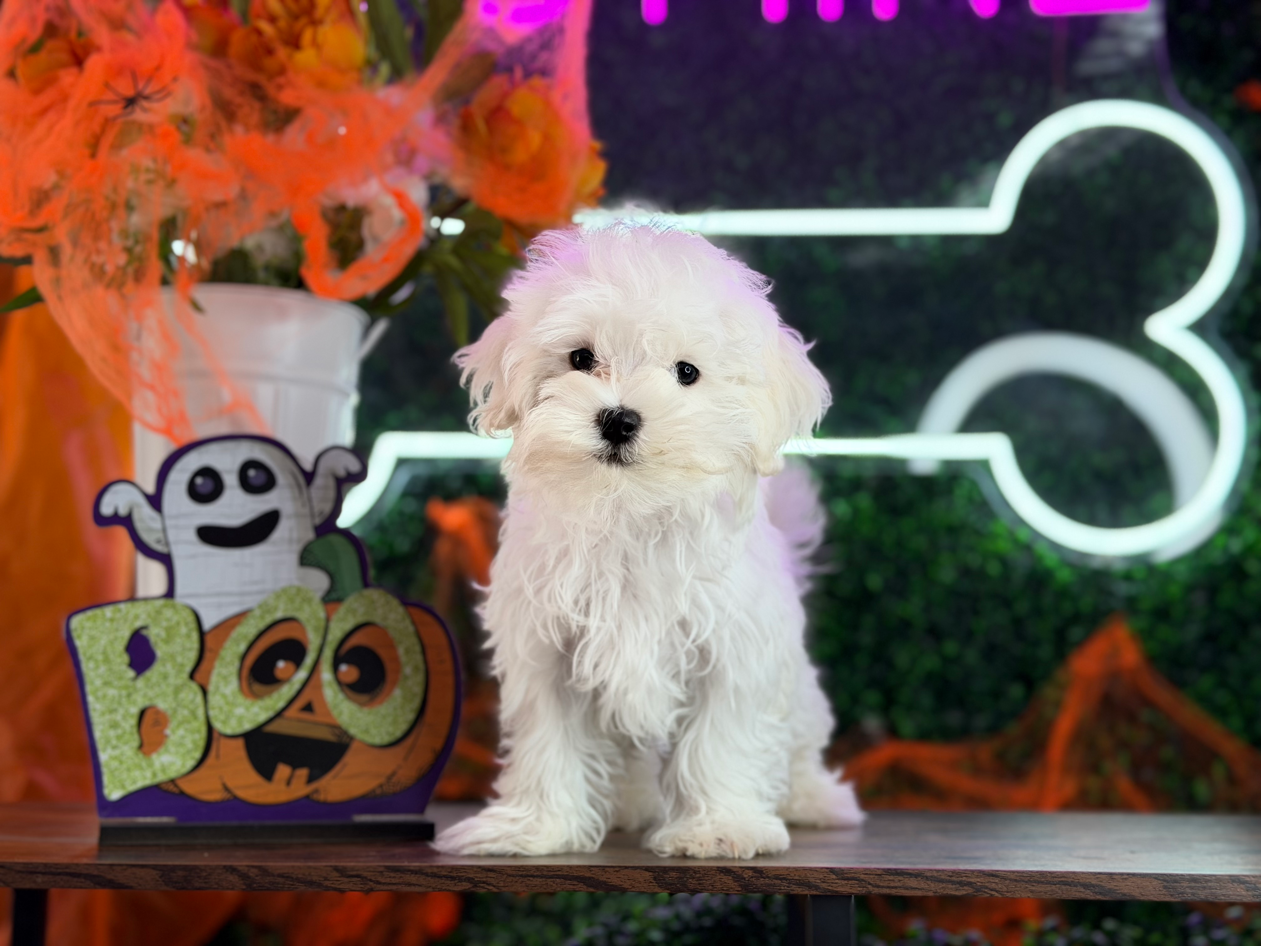 Cute Maltese Purebred Pup