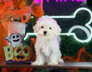 11 week old Maltese Puppy For Sale - Puppy Love PR