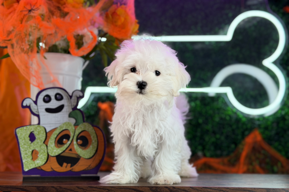 11 week old Maltese Puppy For Sale - Puppy Love PR
