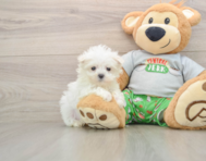 8 week old Maltese Puppy For Sale - Puppy Love PR