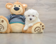 8 week old Maltese Puppy For Sale - Puppy Love PR