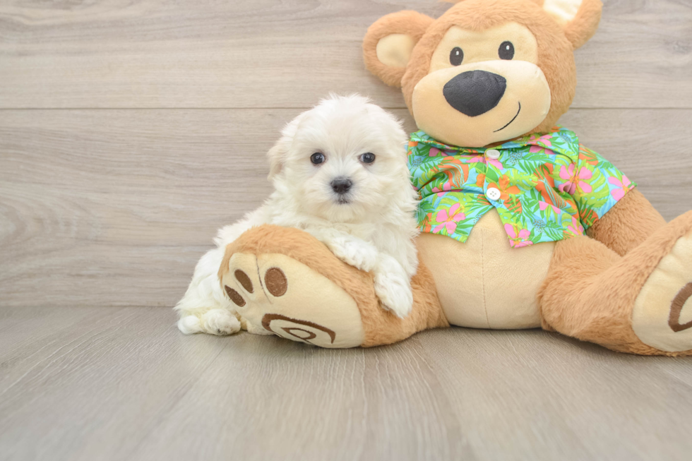 Popular Maltese Baby