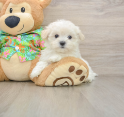 8 week old Maltese Puppy For Sale - Puppy Love PR