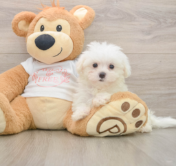 7 week old Maltese Puppy For Sale - Puppy Love PR