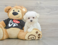 8 week old Maltese Puppy For Sale - Puppy Love PR