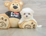 8 week old Maltese Puppy For Sale - Puppy Love PR