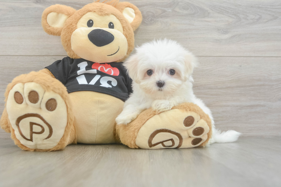 9 week old Maltese Puppy For Sale - Puppy Love PR