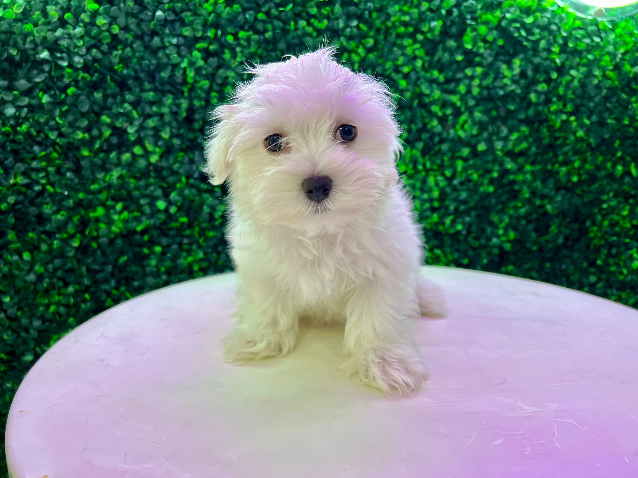 Cute Maltese Baby