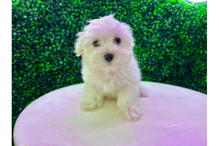 Meet Maddox - our Maltese Puppy Photo 1/1 - Puppy Love PR Cute Maltese Baby