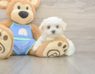 7 week old Maltese Puppy For Sale - Puppy Love PR