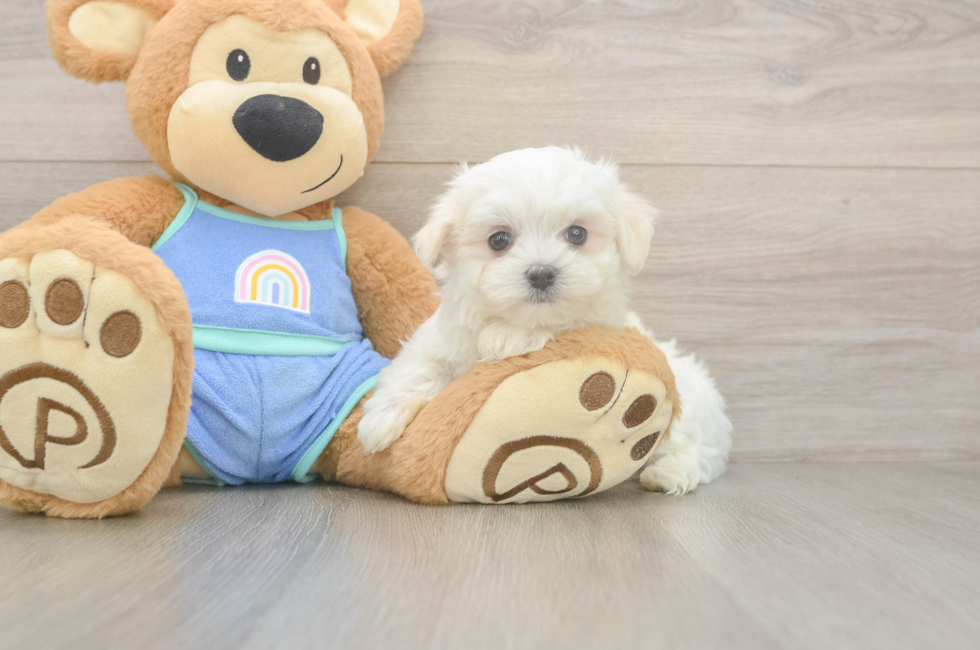 8 week old Maltese Puppy For Sale - Puppy Love PR